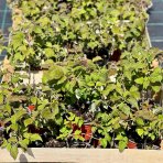 Malina červená (Rubus idaeus) ‘RUBY BEAUTY’® – výška 20-30cm, kont. C2L
